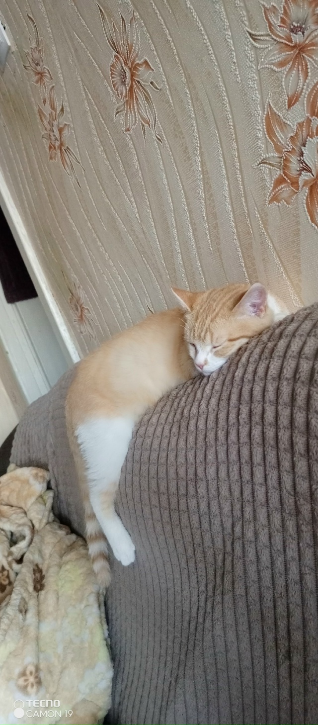 Здравствуйте народ! Пропал кот в районе рощи! Зовут Дже...