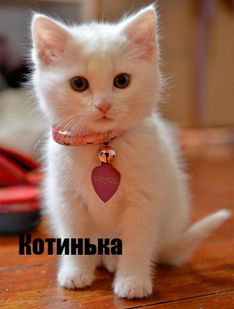 Какие они все-таки разные, но такие любимые?