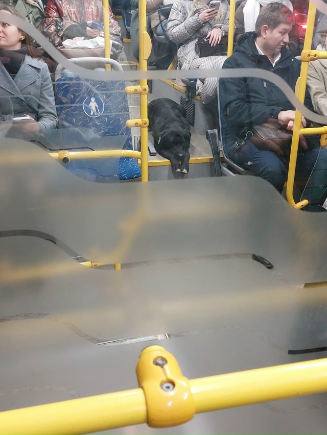 Безбилетный пассажир в 69 автобусе 😀