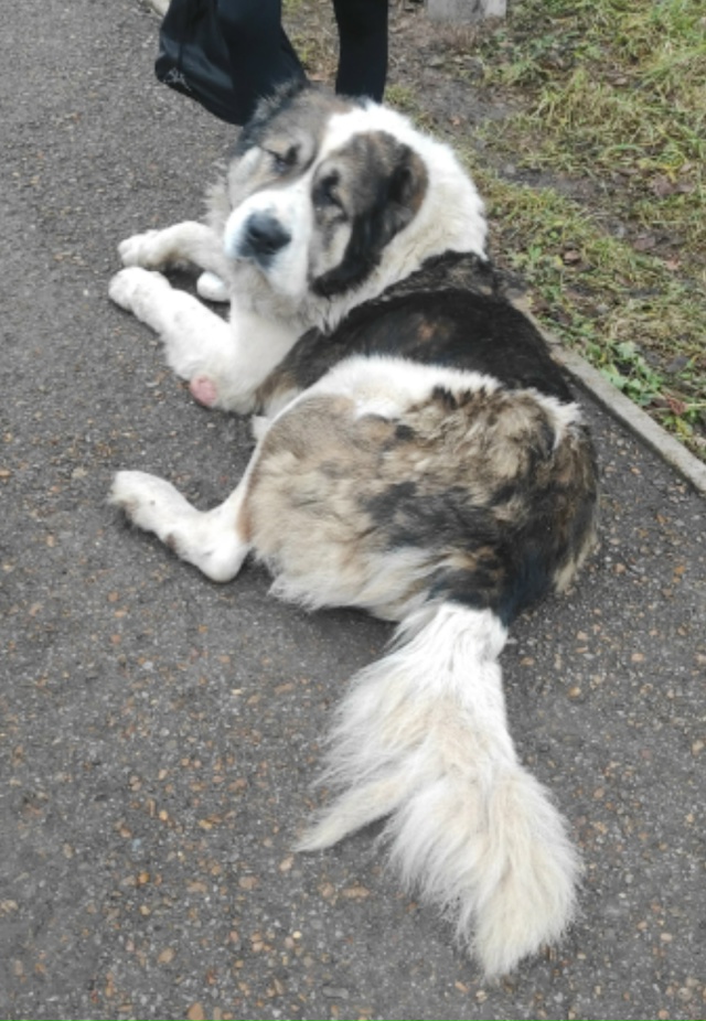 Хозяева откликнитесь! Видимо потерялся, с ошейником, н?...