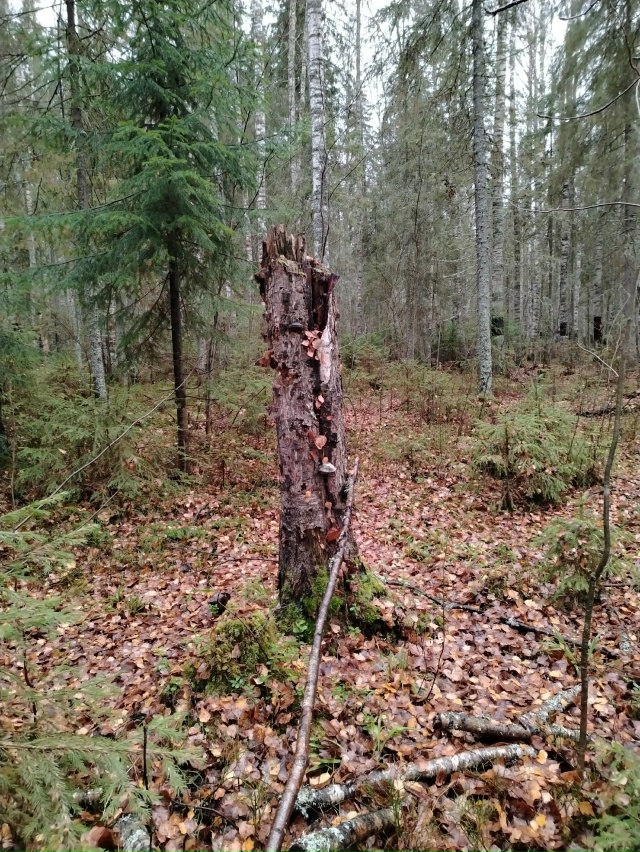 Доброй ночи, Никольск❤