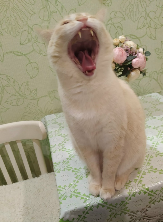 Подборка зевающих хвостиков 🥱🐈‍⬛🐈