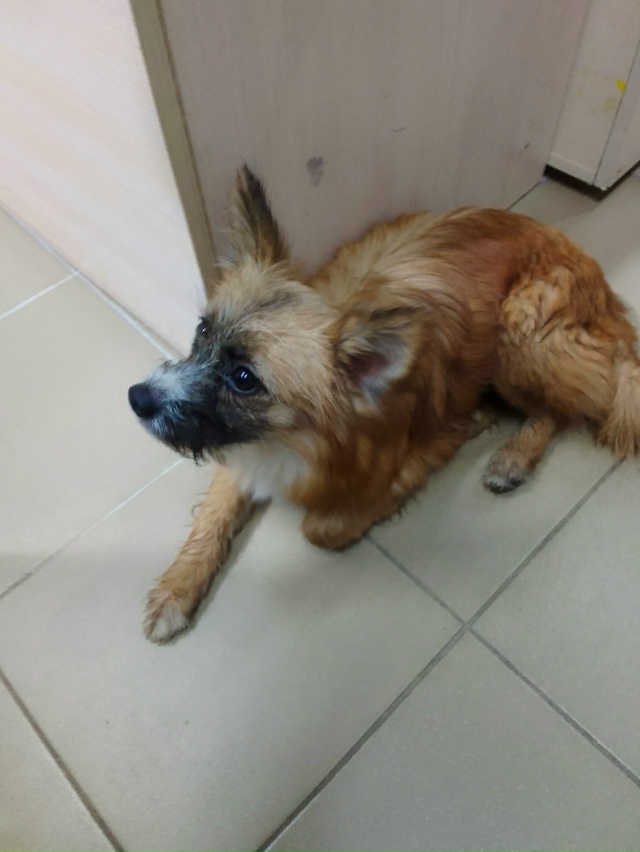 Чья потеряшка в здание ТЦ на ул. Дружба 7? Поспрашивайте...