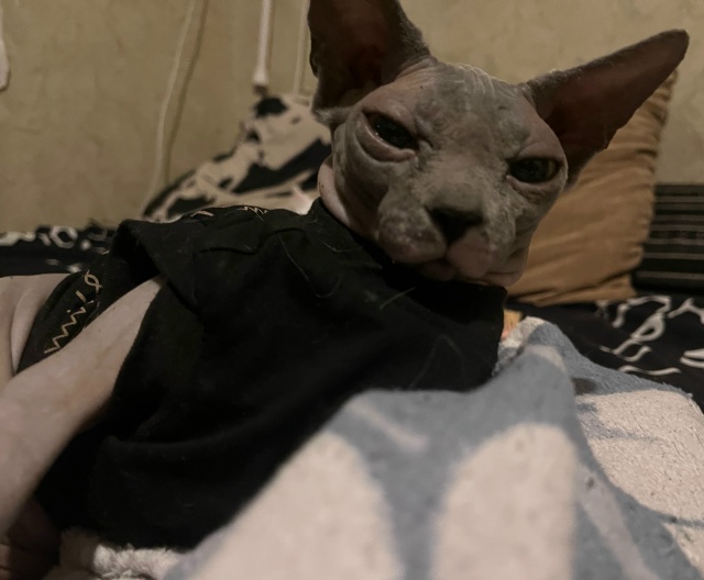 Всратая Афина