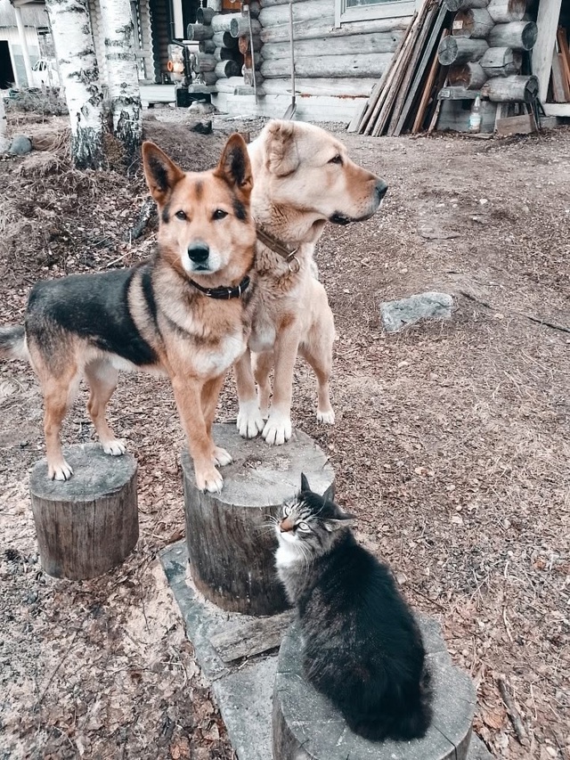 Мои любимые котики. Дворянин Косыгин 9 лет, и Черномырд?...