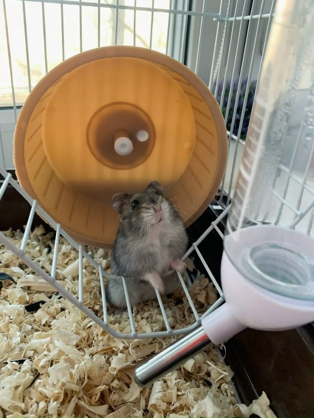 Отдаём хомячка в добрые руки, переезжаем и не можем его...