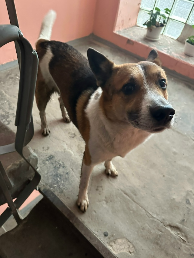 Срочно !!!
Пристраивается собака , с очень тяжелой жизне...