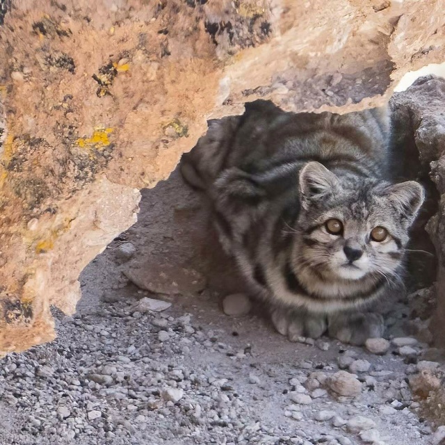 Это Андская кошка — один из самых редких и малоизученн...