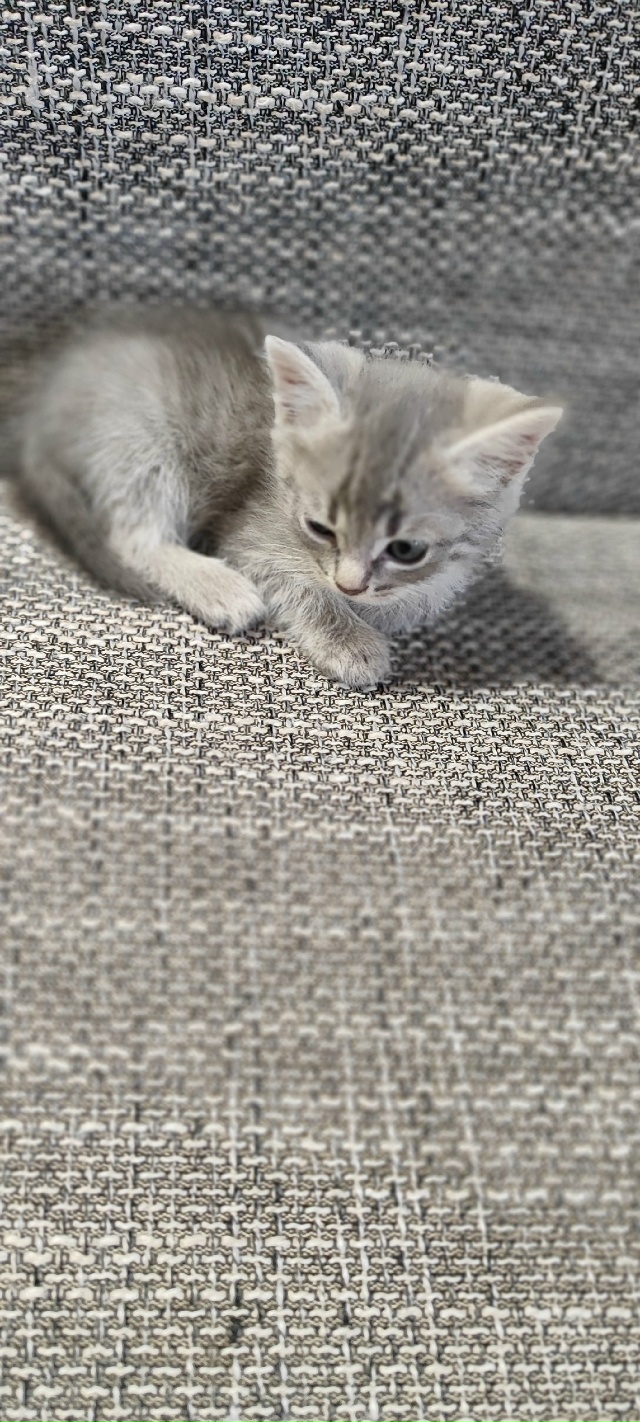 Отдам котенка девочку в добрые руки тел:89033679360