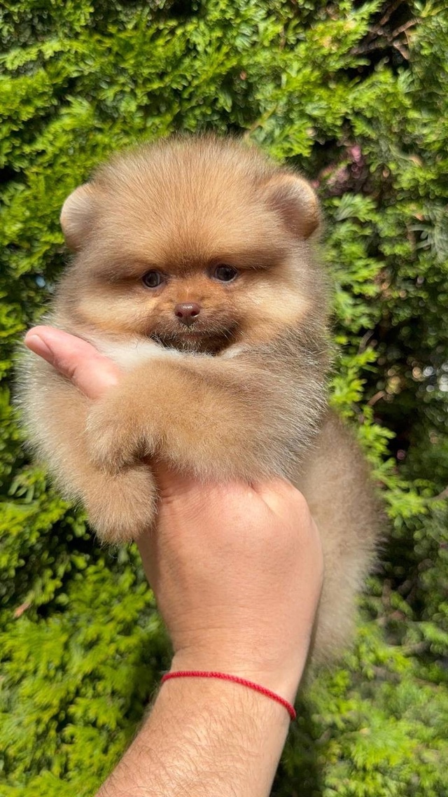 🐾 ЩЕНКИ ПОМЕРАНСКОГО ШПИЦА КОРОЛЕВСКОГО ТИПА 🐾
🌟 Эк...