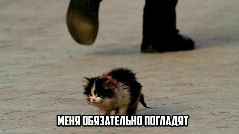 Контакт с бездомными кошками может привести к опасному токсоплазмозу.
Паразит проникает через шерс