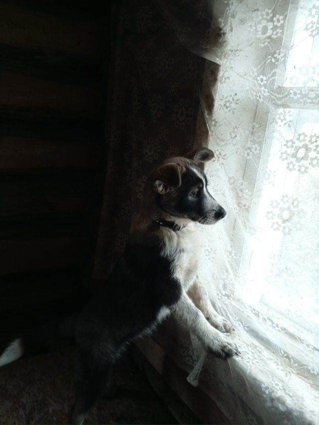 Срочно!!! Где находится щенок, придержите🙏🙏🙏
Если у ?...