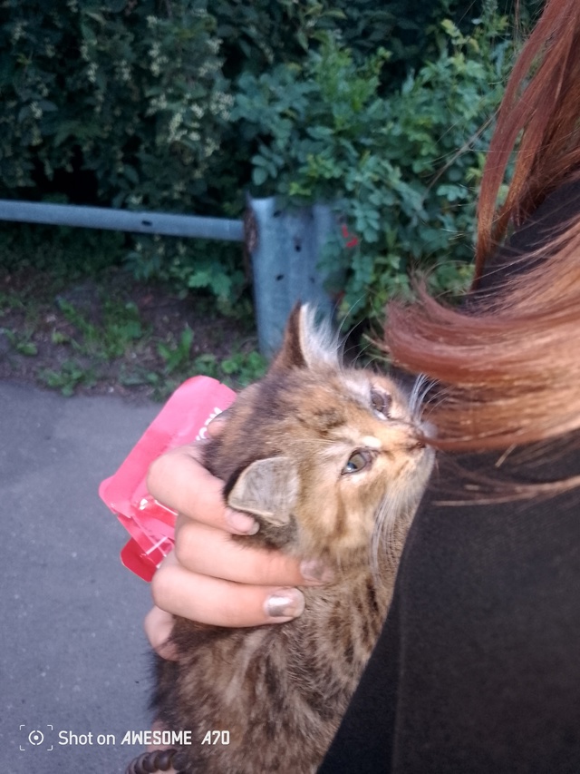 Кому нужен котенок 1-2 месяца