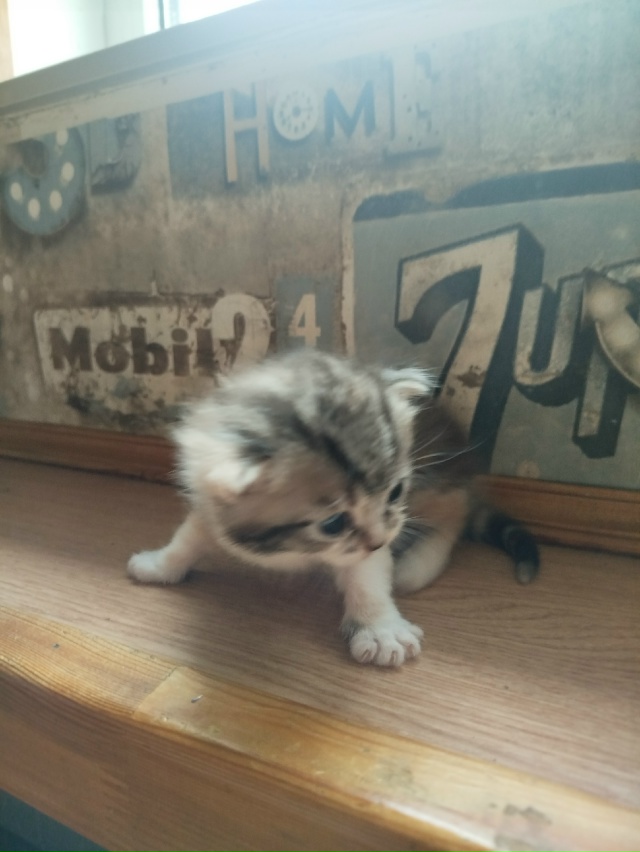 Отдам котенка девочка ей месяц