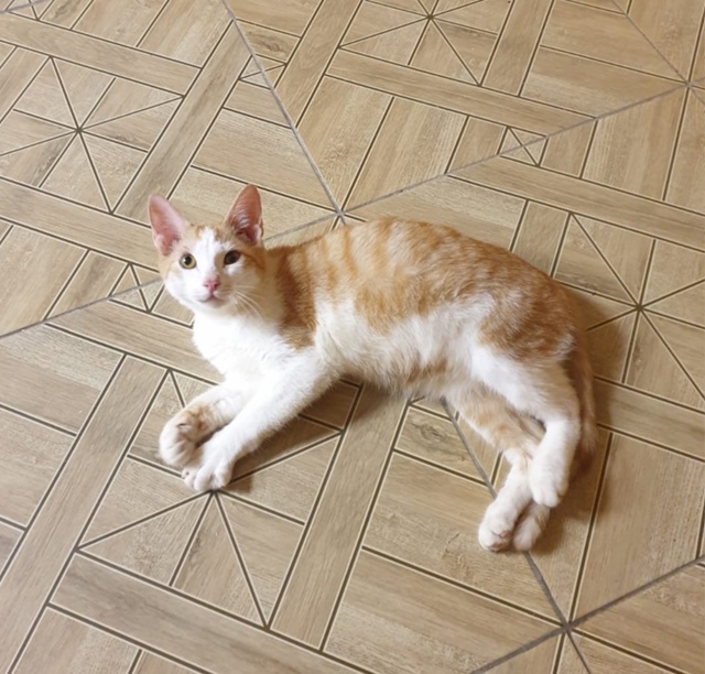 Котёнок КЕША ждёт любящую семью❣️
️😻 Добрый, ласков?...