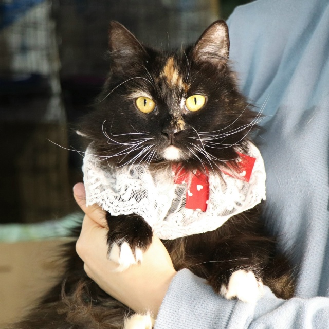 Очаровательная трехцветка Лола ищет дом?
Контактная...