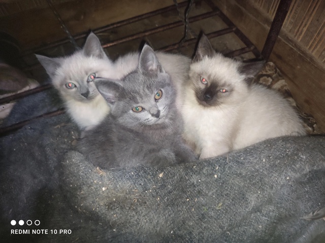 Отдам котят в добрые руки. К лотку приучены.
Один мальч?...