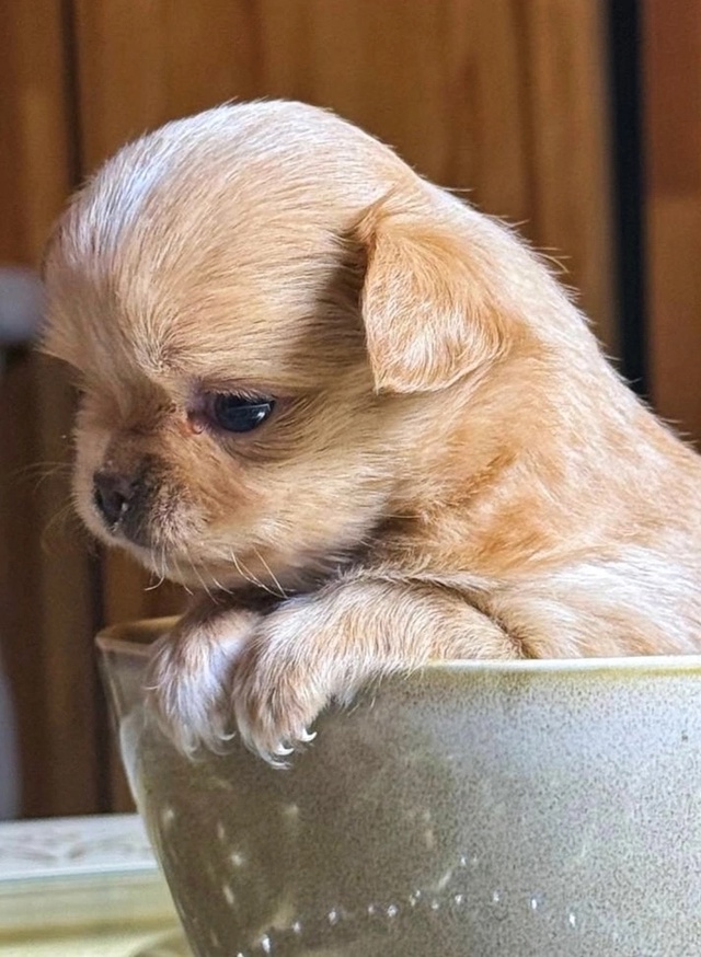 ? Щенки Чихуахуа — 1 месяц, отличные крови ?
Предлаг?...