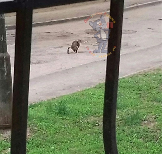 ?️Какое счастье. У нас в Воронеже, в нашем дворе, в кот...