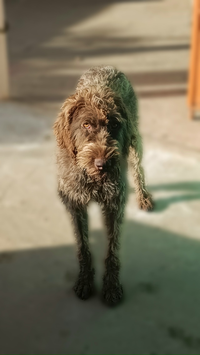 СОБАКА ИЩЕТ ДОМ
Потерялась собака, и мы ищем для нее но...