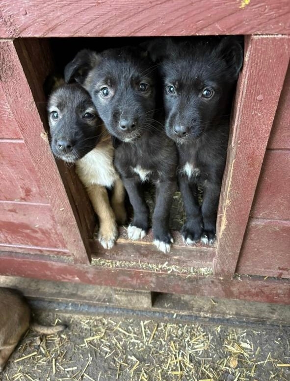 ‼️ СРОЧНО ‼️🚨
Щенки в отлове Ульяновска‼️🚨Через 3...