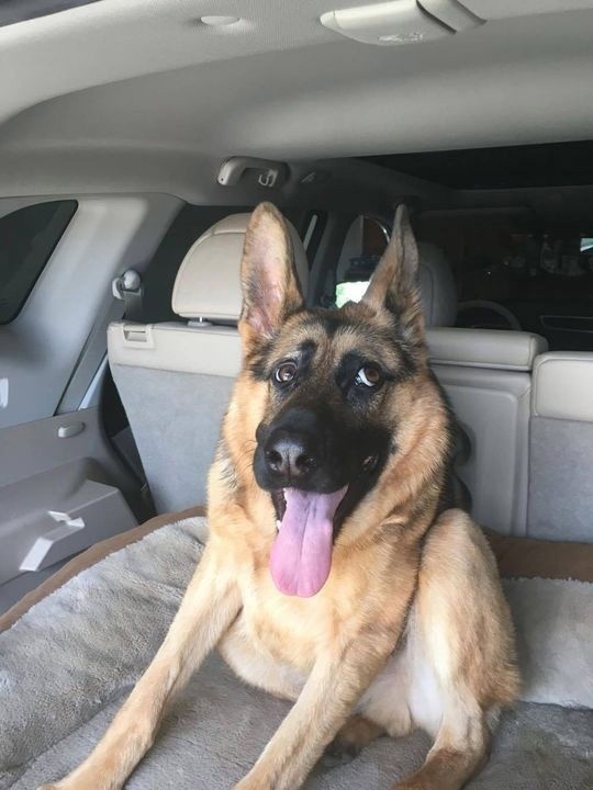 Немецкая овчарка по кличке Quasimodo — одна из всего лишь 12...