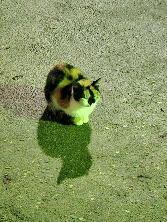 Никто не терял кошку? Сидит, жалобно плачет около дома 3...