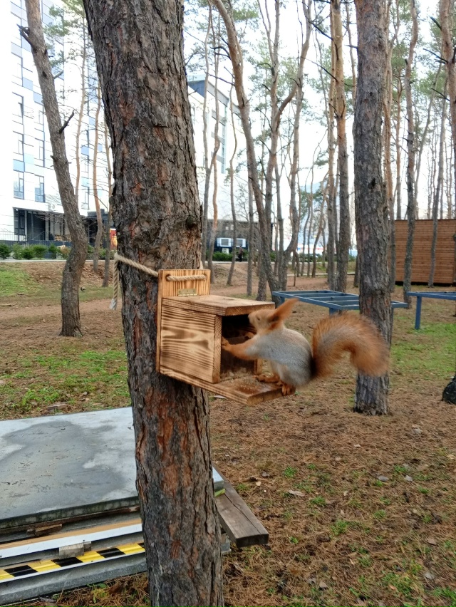 Белки рулят. Парк дельфин 🐬
