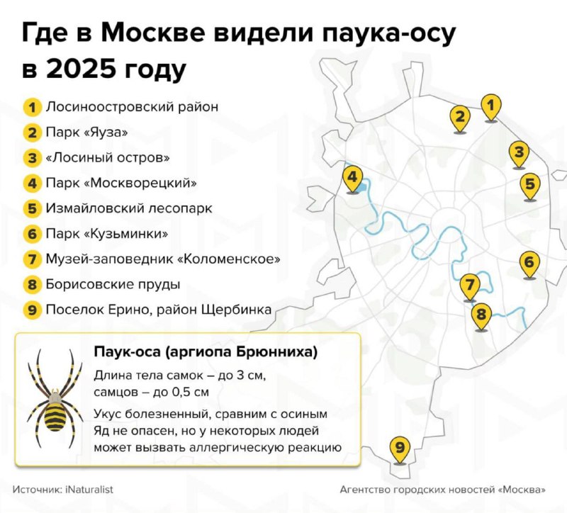 🕷В Подмосковье и других регионах фиксируют нашествие пауков-ос Из-за потепления пауки активно распр