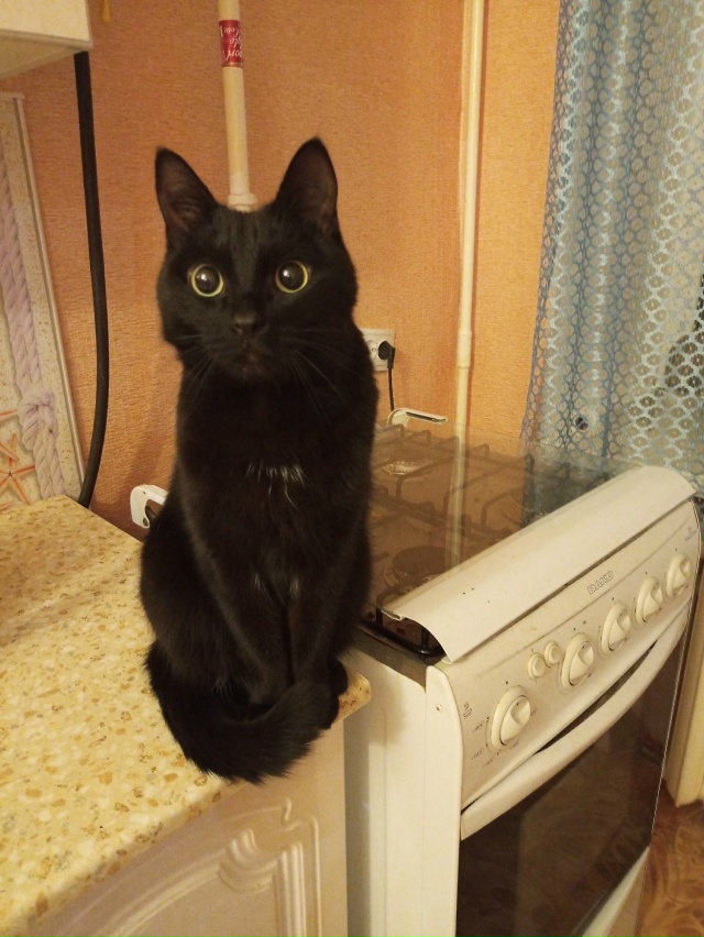 Пропал кот, в районе Машиностроителей 20! Огромная прос?...