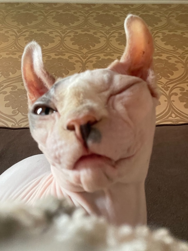 Джой, правда она не всратая, но очень милая!