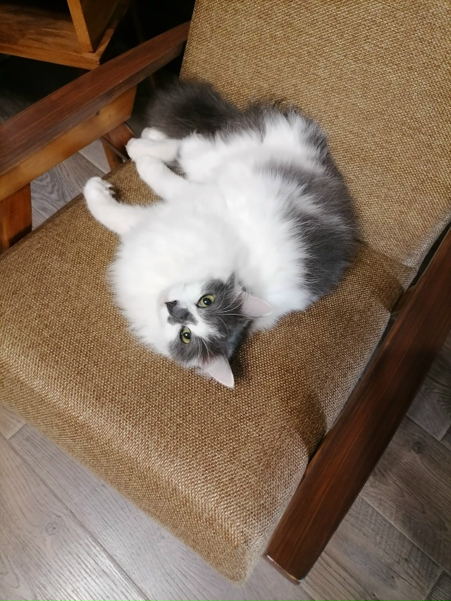 Пожалуйста, помогите найти кота🙏
Последний раз его ви...