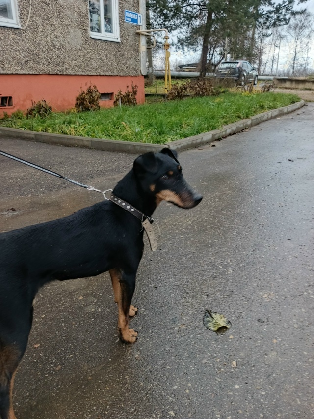 Найдена собака около Гаврилов-Яма. Прошу отозваться хо...