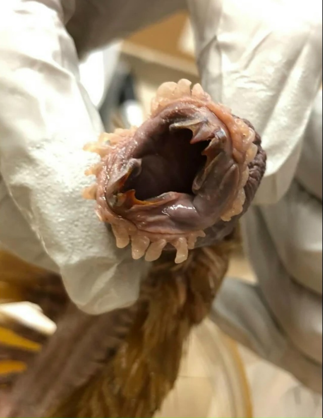 Это одно из самых ужасающих животных на земле: Eulagisca gigan...