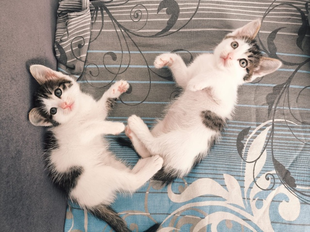 Котята в добрые руки. К лотку приучены. Едят всё.