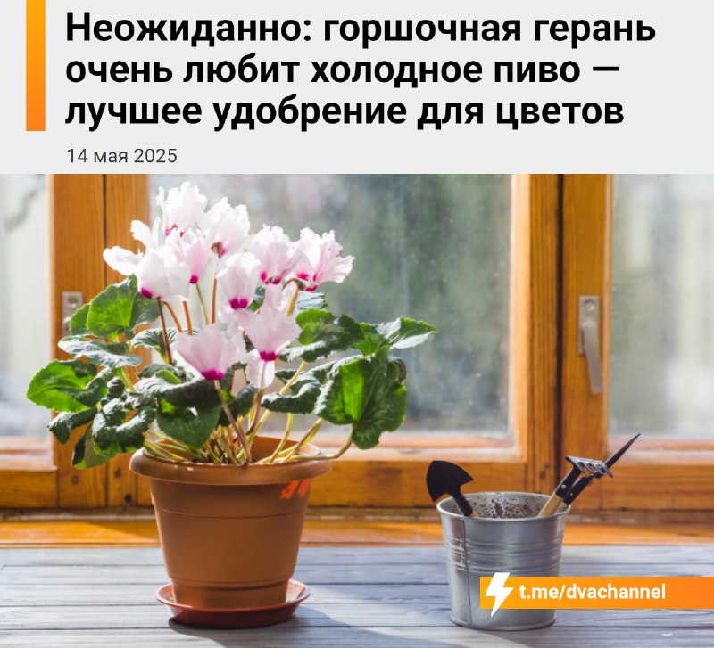 Знаете, я и сам своего рода горшочная герань