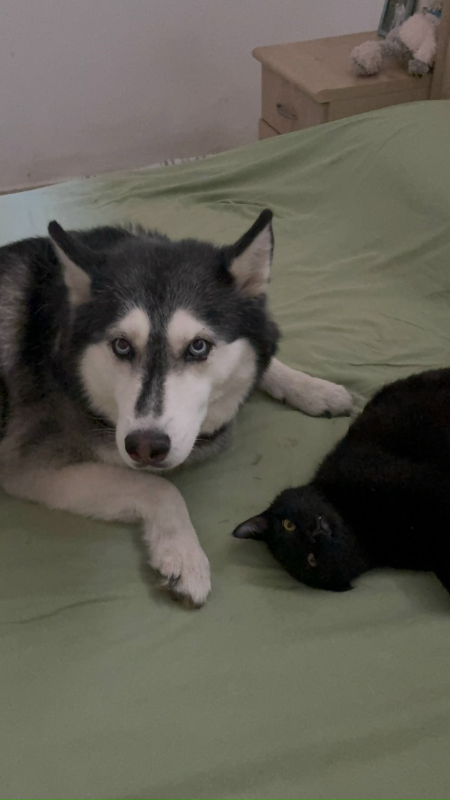 Кузинька. Бог дивана и начальник кровати 🖤