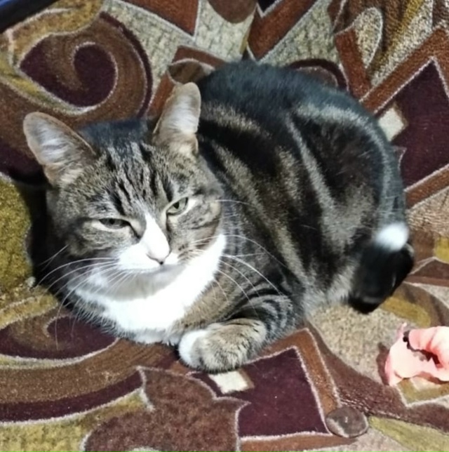 Розыск!
Пропала кошка! Стерилизована
г. Ивантеевка, Со?...