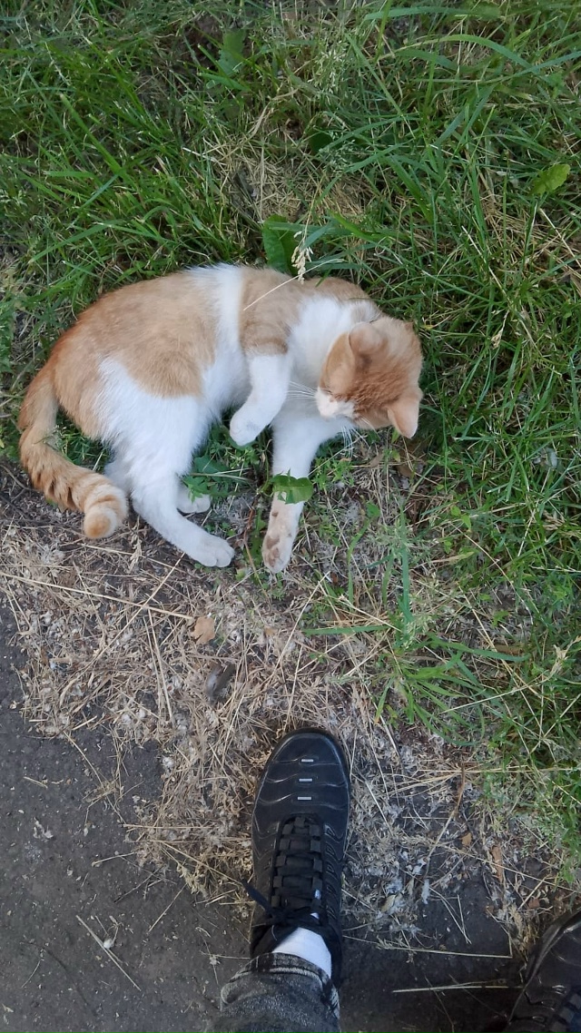 Пропал кот! Зовут Ваня! Район Трудовая, Хлебозаводская....