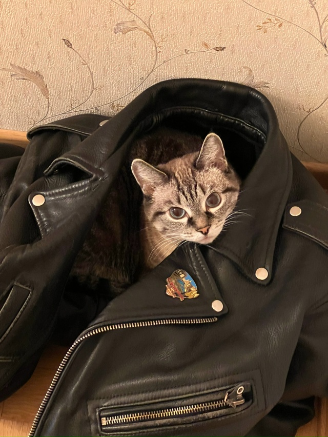 Моя кошка , Алиска;) К нам в гости с мужем, пришел его дру...