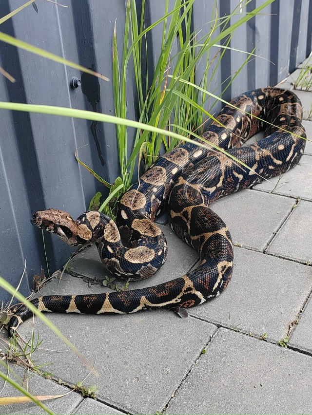 Привет, Волгореченск! 👋 Это снова кафе OASIS 🍽
🦥 Экзот?...