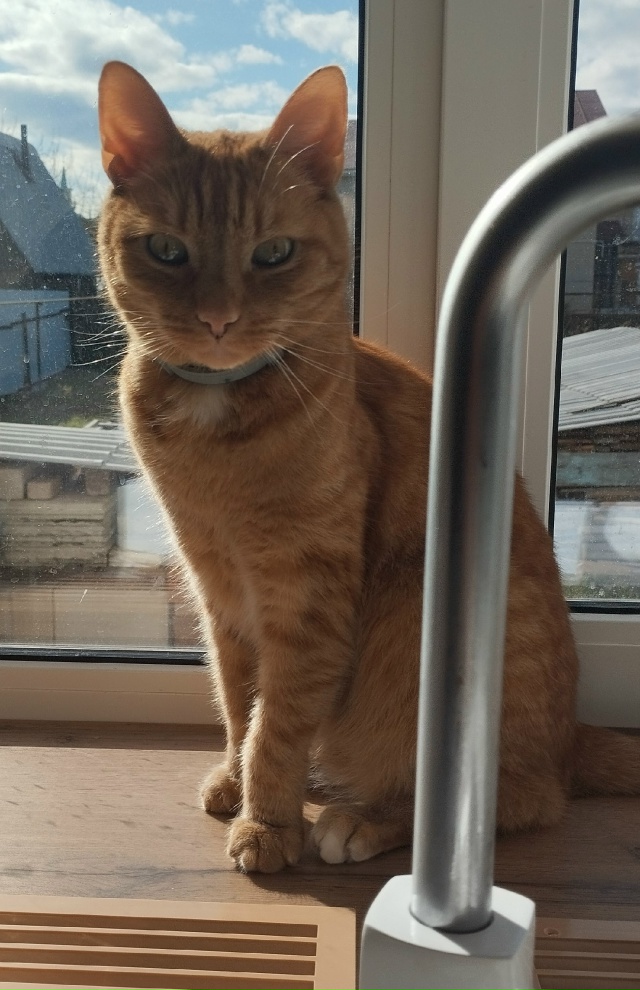 Пропал кот на Завьялово, в районе улиц Бажова, Лермонто...