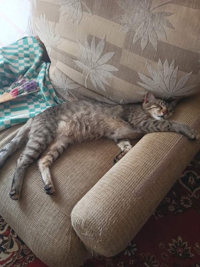Коржик отдыхает!