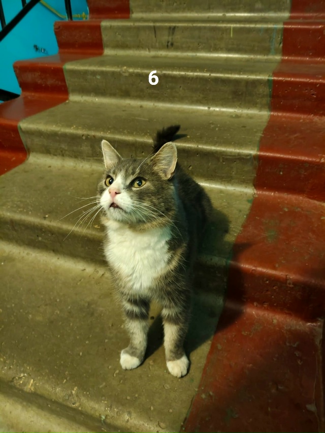 #ПотерялиНашлиПомогите
1 Ищем старых или новых хозяев...