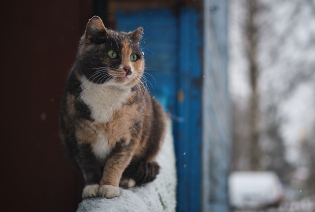 Коти Вологды !)