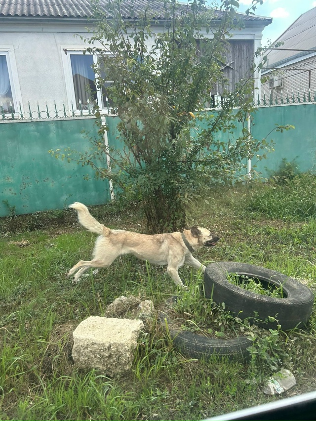 Пропала собака, если кто то видел прошу сообщить