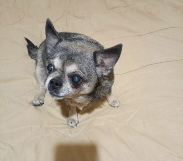 Пропала собака, в районе 18 часов на улице Бабушкина, зо?...