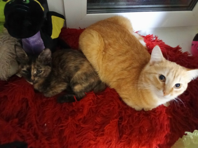 В Закамске по улице ласвинская 68б потелитесь кот Сема ...