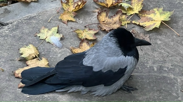 ‼️ В последнее воскресенье ноября – и осени в этом го?...