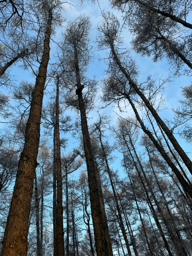 Застрял кот на дереве недалеко от входа в парк возле въ...